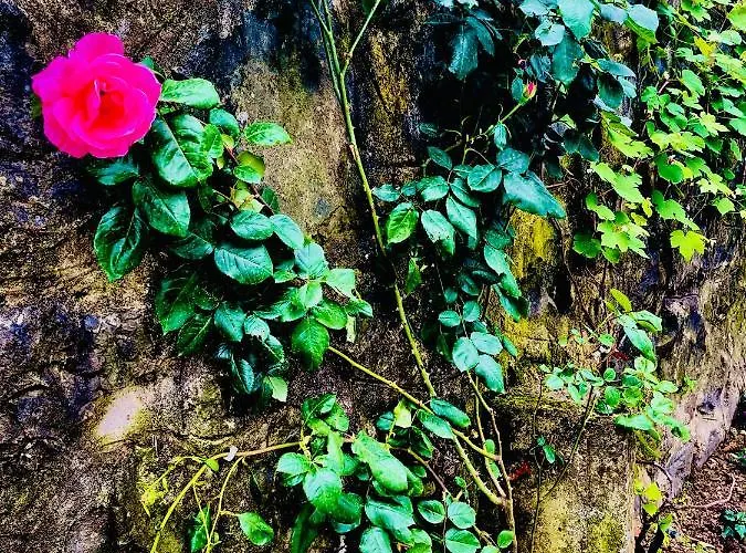 Five Stars Apart Hotel