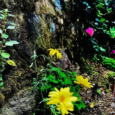 Five Stars Apart فندق ترابزون